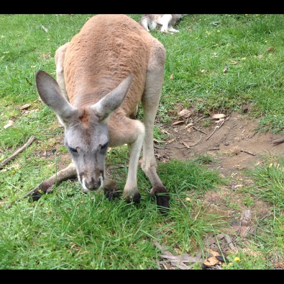 Meet your Posher, Gabriella - Picture 1 of 1